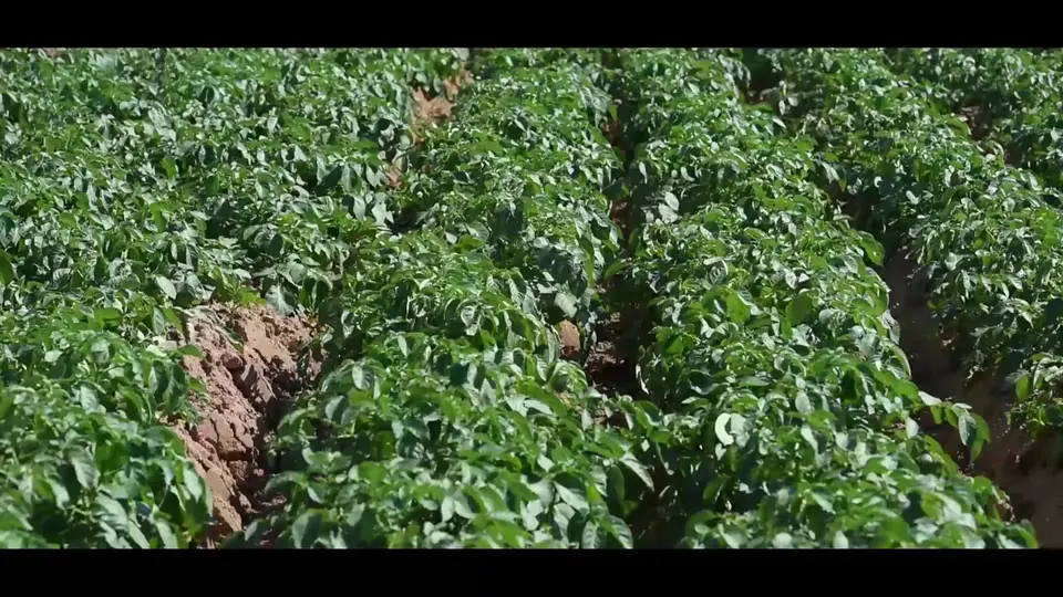 Cultivating potatoes